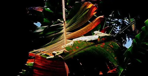 比约克的新声音装置艺术使用AI音频技术让你听到濒危动物的声音